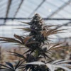 Close-up of a mature cannabis bud with deep green and purple hues, growing in a bright greenhouse.
