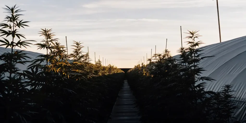 Long rows of cannabis plants in an outdoor farm or large greenhouse, silhouetted against a golden hour sky.