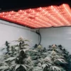 Indoor grow room with cannabis plants under an intense red LED grow light, showing developed buds.