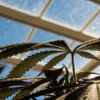 Close-up of a cannabis plant's leaves backlit by a bright blue sky through a greenhouse roof.