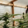 Close-up of a cannabis plant with developing buds and leaves in a sunny greenhouse, with a blurred person in background.