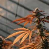 Close-up of a cannabis plant with vibrant orange-red leaves and frosted buds in a greenhouse.