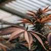 Close-up of a cannabis plant with reddish-brown leaves and a developed bud in a greenhouse.