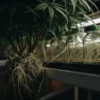 Hyper-realistic close-up of a cannabis plant with exposed root ball, under grow lights with glass jars.