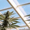 Close-up of lush cannabis plants with developing buds against a bright blue sky seen through a greenhouse roof.