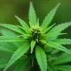Carmagnola CBD plant in flowering stage.