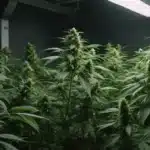 Cherry AK Auto plants thriving under LED light in a compact grow tent.