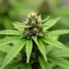Flowering CBD Diesel X Gorilla (11) bud in greenhouse.