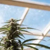 Close-up of a flowering cannabis plant with mature buds against a bright greenhouse roof.