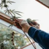 Close-up of gardener's hands gently supporting a cannabis plant stem with developing buds.