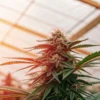Close-up of a vibrant cannabis bud with green leaves and orange pistils, bathed in sunlight inside a greenhouse.