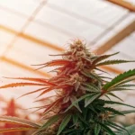 Close-up of a vibrant cannabis bud with green leaves and orange pistils, bathed in sunlight inside a greenhouse.