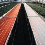 Overhead view of two long cultivation beds, one red and one gray, flanked by rows of cannabis plants in a greenhouse.