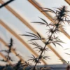 Close-up of cannabis plants silhouetted against a bright, sunlit greenhouse roof structure.