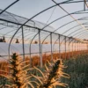 Wide-angle view of a cannabis farm with multiple greenhouse tunnels, illuminated by a warm sunset glow.