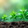 Grow Amnesia CBD 11 from seedling to strong vegetative stage.