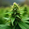 Grow CBD Mexican (1:1). Central cola in late flowering outdoors.