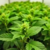 Grow CBD Stephen Hawking Kush: Indoor cultivation early bloom.