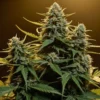 Chemdog Fast Version under light, dense resin-coated flowers fro.