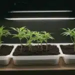 Grow Cherry AK seedlings under artificial light in starter trays.