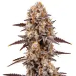 Gumbo cannabis bud with thick resin, dark green leaves, and purple tips.