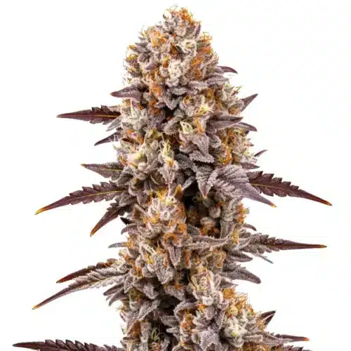 Gumbo cannabis bud with thick resin, dark green leaves, and purple tips.