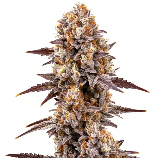 Gumbo cannabis bud with thick resin, dark green leaves, and purple tips.