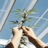 Close-up of hands gently inspecting a cannabis plant under a bright greenhouse roof.