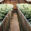 Aerial view of lush indoor cannabis farm with green plants growing in raised beds, forming long aisles.