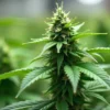 Indoor cannabis grow of CBD Tangie (1:15) in early flowering phase.
