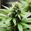 Indoor-grown CBD Super Kush (115) in mid-bloom phase.