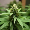Mature CBD Diesel (11) cannabis plant in flowering stage.