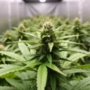 Mature CBD Super Silver (1:1) cannabis plant in full bloom.