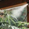 Close-up of healthy cannabis plant being misted near a sunlit window with wooden frame.