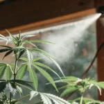 Close-up of healthy cannabis plant being misted near a sunlit window with wooden frame.
