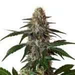 Snow Caps cannabis plant with thick white trichomes and light green buds.