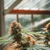 Close-up of a cannabis plant with developing buds being misted with a fine spray in a greenhouse.