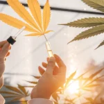 Hands holding cannabis leaf and oil vial during extraction at sunset in greenhouse.