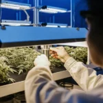 Technician calibrating LED grow lights above cannabis plants in an advanced indoor facility.