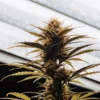 Cannabis cola growing under indoor rooftop lighting.