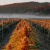 Cannabis field at sunset with rows of orange-hued buds and misty forest background.