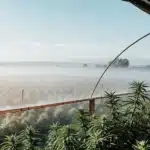 wide-angle shot of a cannabis greenhouse at dawn with morning mist over the fields
