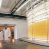 Scientists inspecting large-scale cannabis cultivation chamber with LED lighting.