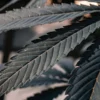 Macro close-up of a cannabis leaf with dark black and purple hues and visible textures.