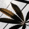 cannabis leaf silhouette in greenhouse lighting