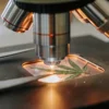 Cannabis leaf under a microscope lens in a laboratory for analysis
