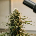 Cannabis bud in front of a laboratory microscope for inspection