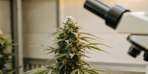 Cannabis bud in front of a laboratory microscope for inspection