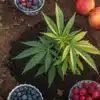 Overhead view of a thriving cannabis plant surrounded by fresh fruits and berries.