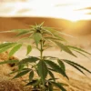 Young cannabis plant thriving under desert sunlight.